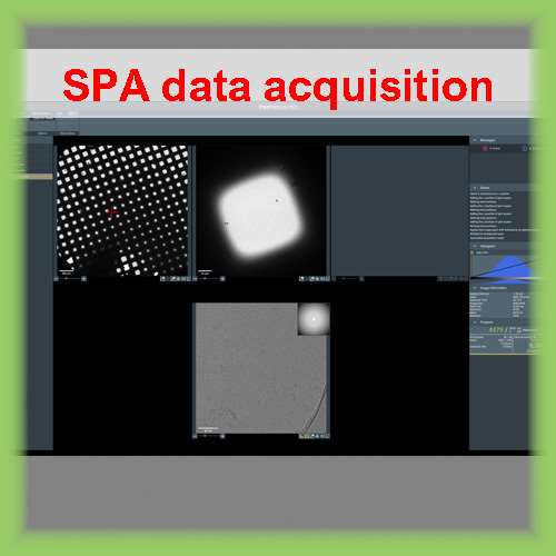 SPA data acquisition - Titan Krios (FZEM - SFAB)